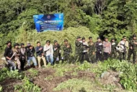 Petugas BNN memusnahkan puluhan ribu batang ganja di ladang seluas 12 hektare di Nagan Raya, Aceh. (Posnews/ BNN)