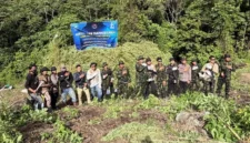 Petugas BNN memusnahkan puluhan ribu batang ganja di ladang seluas 12 hektare di Nagan Raya, Aceh. (Posnews/ BNN)