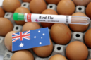 Pemerintah Australia memperingatkan potensi lonjakan penyebaran wabah flu burung H5N1 setelah menemukan kasus kematian massal pertama. Dok: Istimewa.