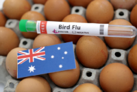 Pemerintah Australia memperingatkan potensi lonjakan penyebaran wabah flu burung H5N1 setelah menemukan kasus kematian massal pertama. Dok: Istimewa.