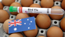 Pemerintah Australia memperingatkan potensi lonjakan penyebaran wabah flu burung H5N1 setelah menemukan kasus kematian massal pertama. Dok: Istimewa.