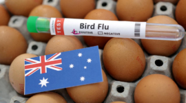 Pemerintah Australia memperingatkan potensi lonjakan penyebaran wabah flu burung H5N1 setelah menemukan kasus kematian massal pertama. Dok: Istimewa.