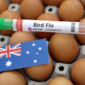 Pemerintah Australia memperingatkan potensi lonjakan penyebaran wabah flu burung H5N1 setelah menemukan kasus kematian massal pertama. Dok: Istimewa.