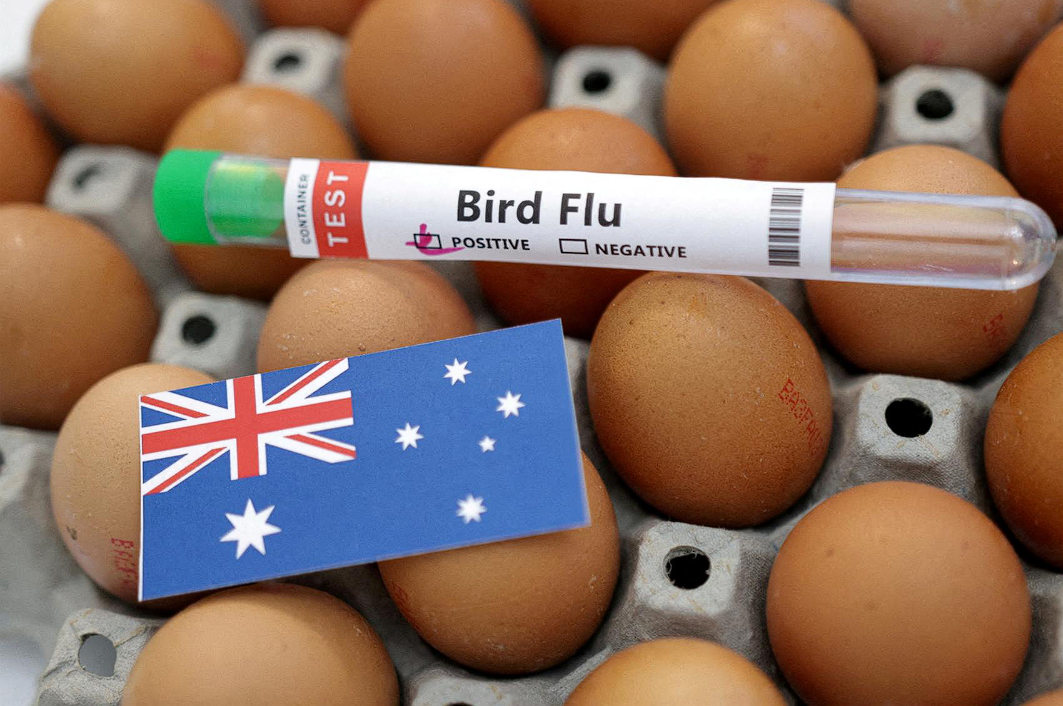 Pemerintah Australia memperingatkan potensi lonjakan penyebaran wabah flu burung H5N1 setelah menemukan kasus kematian massal pertama. Dok: Istimewa.