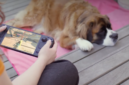 Valve memperluas dukungan SteamOS ke lebih banyak handheld pihak ketiga seperti MSI, OneXPlayer, dan perangkat berbasis ARM lewat update beta terbaru. Dok: Istimewa.