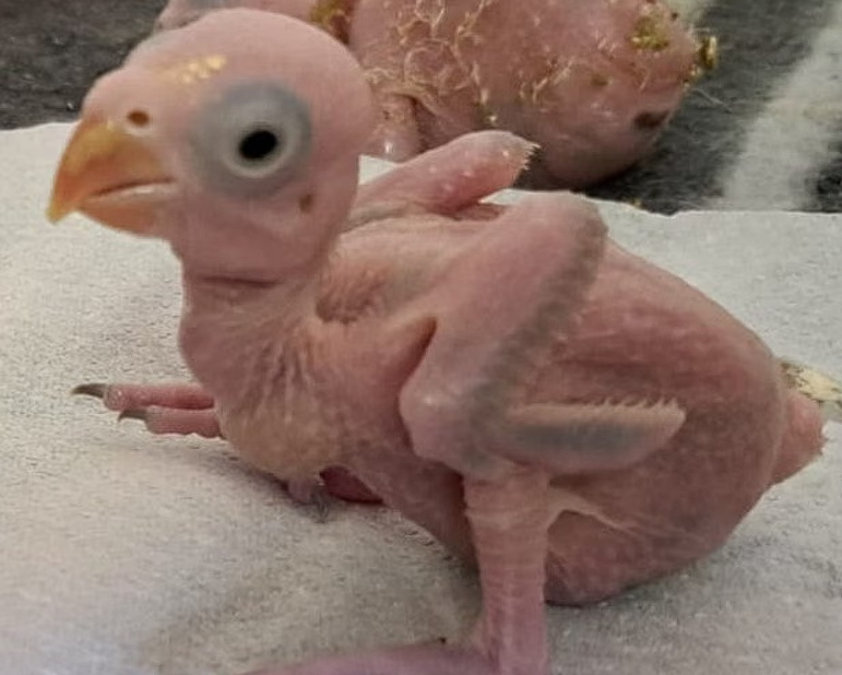 Polisi Afrika Selatan menangkap dua warga Thailand karena menyelundupkan 468 telur burung paruh bengkok langka melalui Bandara OR Tambo. Dok: Istimewa.