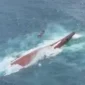 KM Virgo Transport 8 terbalik di Laut Jawa saat tim SAR melakukan pencarian korban. (Posnews/Basarnas)
