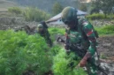 Personel TNI mengamankan 21.400 batang tanaman ganja dari ladang di Distrik Kurima, Yahukimo, Papua Pegunungan. (Posnews/Ist)
