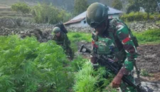 Personel TNI mengamankan 21.400 batang tanaman ganja dari ladang di Distrik Kurima, Yahukimo, Papua Pegunungan. (Posnews/Ist)
