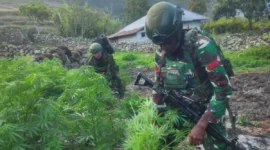 Personel TNI mengamankan 21.400 batang tanaman ganja dari ladang di Distrik Kurima, Yahukimo, Papua Pegunungan. (Posnews/Ist)
