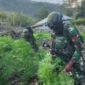 Personel TNI mengamankan 21.400 batang tanaman ganja dari ladang di Distrik Kurima, Yahukimo, Papua Pegunungan. (Posnews/Ist)

