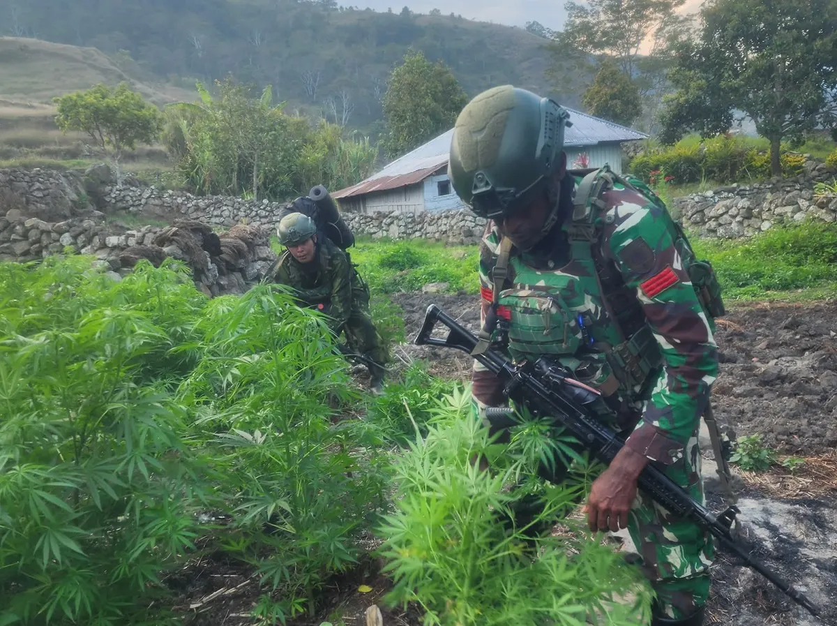 Personel TNI mengamankan 21.400 batang tanaman ganja dari ladang di Distrik Kurima, Yahukimo, Papua Pegunungan. (Posnews/Ist)
