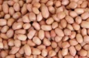 Kacang tanah. (Dok: Ist)