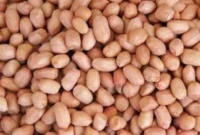 Kacang tanah. (Dok: Ist)