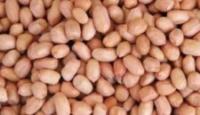 Kacang tanah. (Dok: Ist)