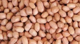 Kacang tanah. (Dok: Ist)