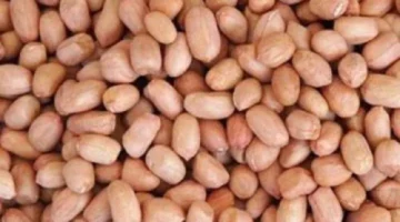 Kacang tanah. (Dok: Ist)