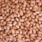 Kacang tanah. (Dok: Ist)