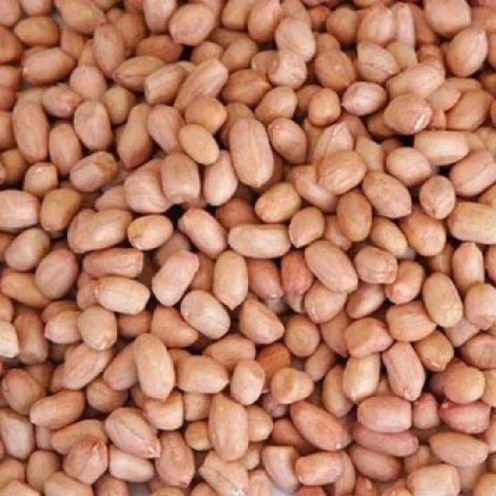 Kacang tanah. (Dok: Ist)