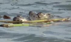 Detik-Detik Romli Melawan Buaya yang Menerkam Kakinya Saat Mencari Ikan
