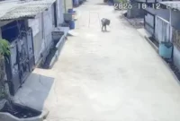 Rekaman CCTV memperlihatkan serangan monyet liar terhadap anak di kawasan Tarumajaya, Kabupaten Bekasi. (Posnews/Ist)
