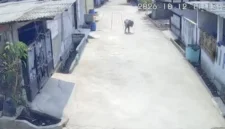 Rekaman CCTV memperlihatkan serangan monyet liar terhadap anak di kawasan Tarumajaya, Kabupaten Bekasi. (Posnews/Ist)