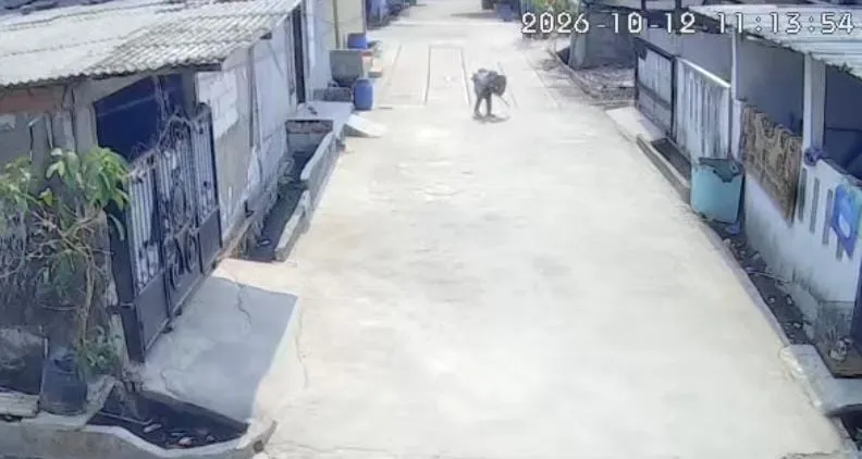 Rekaman CCTV memperlihatkan serangan monyet liar terhadap anak di kawasan Tarumajaya, Kabupaten Bekasi. (Posnews/Ist)
